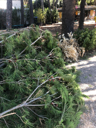 Pini abbattuti dal vento nel centro di San Benedetto
