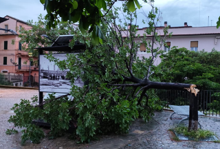 Maltempo: albero abbattuto in Piazza Sacconi