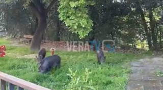 Famiglia di cinghiali a spasso per Ascoli Piceno: paura e preoccupazione tra i residenti