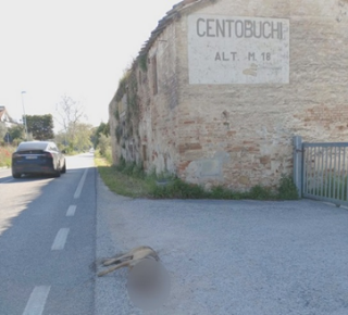 Lupo investito e ucciso sulla SS4 Salaria