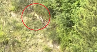 Ascoli: continuano le segnalazioni del felino misterioso, l’amministrazione invita alla prudenza