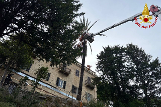 Palma pericolante, i vigili del fuoco la mettono in sicurezza