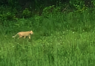 Un felino a Venarotta, il sindaco Salvi: "Nessuna segnalazione dai Carabinieri forestali"